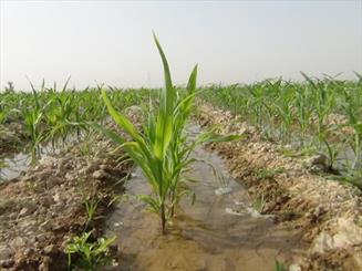 ۹۲ درصد آب تجدیدپذیر کشور در حوزه کشاورزی مصرف می‌شود